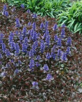 Ajuga reptans Atropurpurea 9 cm Topf - Größe nach Saison