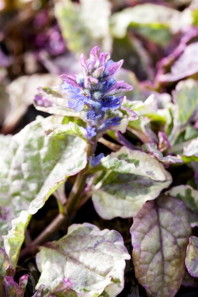 Ajuga reptans Burgundy Glow 9 cm Topf - Größe nach Saison