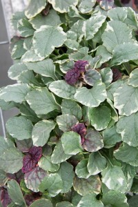 Ajuga reptans Burgundy Glow 9 cm Topf - Größe nach Saison