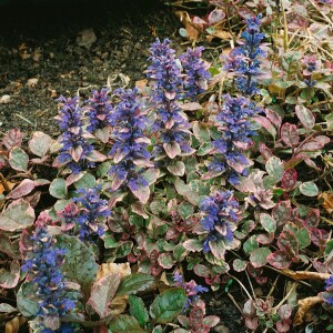 Ajuga reptans Burgundy Glow 9 cm Topf - Größe nach Saison