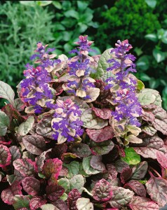 Ajuga reptans Burgundy Glow 9 cm Topf - Größe nach Saison