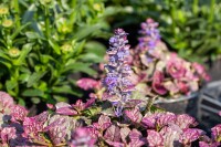 Ajuga reptans Burgundy Glow 9 cm Topf - Größe nach Saison