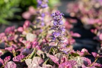 Ajuga reptans Burgundy Glow 9 cm Topf - Größe nach Saison