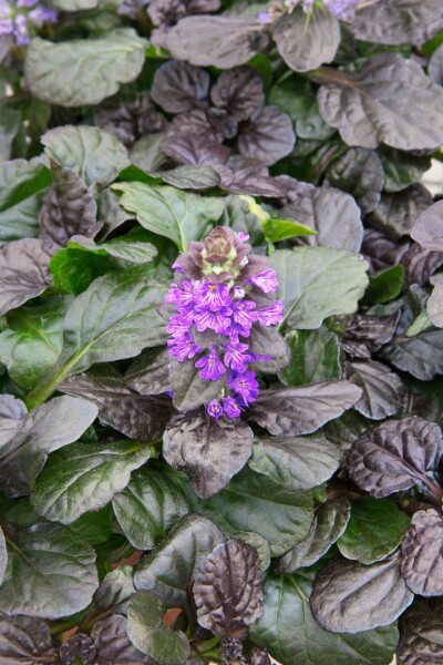 Ajuga reptans Catlins Gigant 9 cm Topf - Größe nach Saison