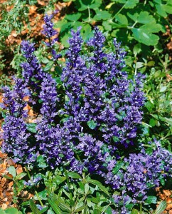 Ajuga reptans Chocolate Chip 9 cm Topf - Größe nach Saison