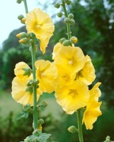 Alcea ficifolia 9 cm Topf - Größe nach Saison