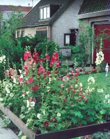 Alcea ficifolia 9 cm Topf - Größe nach Saison