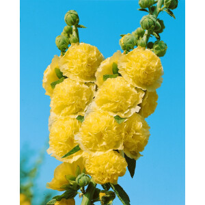 Alcea rosea Pleniflora Chaters, gelb 9 cm Topf -...