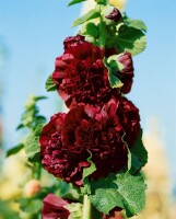 Alcea rosea Pleniflora Chaters, purpur 9 cm Topf - Größe nach Saison