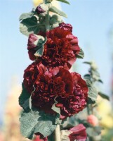 Alcea rosea Pleniflora Chaters, purpur 9 cm Topf - Größe nach Saison