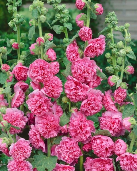 Alcea rosea Pleniflora Chaters, rot 9 cm Topf - Größe nach Saison