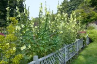 Alcea rugosa 9 cm Topf - Größe nach Saison