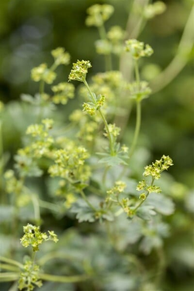 Alchemilla erythropoda 9 cm Topf - Größe nach Saison