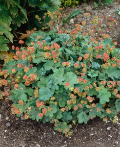 Alchemilla erythropoda 9 cm Topf - Größe nach Saison