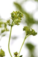 Alchemilla erythropoda 9 cm Topf - Größe nach Saison