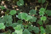 Alchemilla erythropoda 9 cm Topf - Größe nach Saison