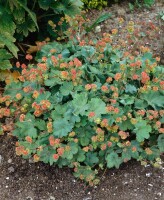 Alchemilla erythropoda 9 cm Topf - Größe nach Saison