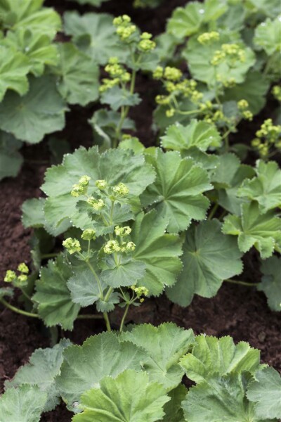 Alchemilla mollis 9 cm Topf - Größe nach Saison