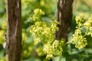 Alchemilla mollis 9 cm Topf - Größe nach Saison