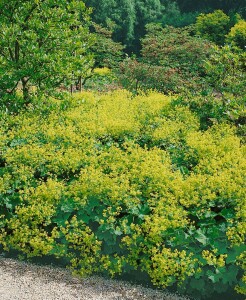 Alchemilla mollis 9 cm Topf - Größe nach Saison