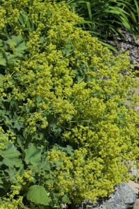 Alchemilla mollis 9 cm Topf - Größe nach Saison