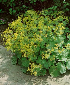 Alchemilla mollis 9 cm Topf - Größe nach Saison