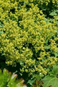 Alchemilla mollis 9 cm Topf - Größe nach Saison