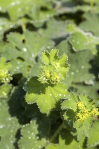 Alchemilla mollis 9 cm Topf - Größe nach Saison