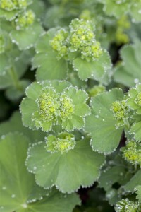 Alchemilla mollis 9 cm Topf - Größe nach Saison