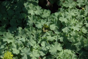 Alchemilla mollis 9 cm Topf - Größe nach Saison