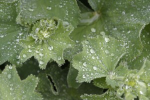 Alchemilla mollis 9 cm Topf - Größe nach Saison