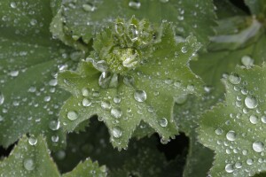 Alchemilla mollis 9 cm Topf - Größe nach Saison