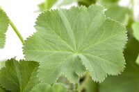 Alchemilla mollis 9 cm Topf - Größe nach Saison