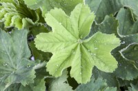 Alchemilla mollis 9 cm Topf - Größe nach Saison