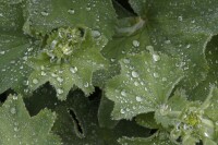 Alchemilla mollis 9 cm Topf - Größe nach Saison