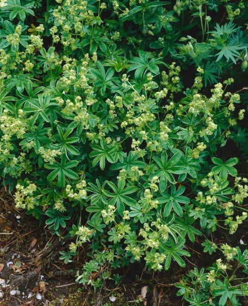 Alchemilla saxatilis 9 cm Topf - Größe nach Saison