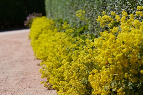 Alchemilla xanthochlora 9 cm Topf - Größe nach Saison