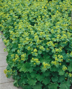 Alchemilla xanthochlora 9 cm Topf - Größe nach Saison