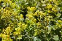 Alchemilla xanthochlora 9 cm Topf - Größe nach Saison