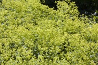 Alchemilla xanthochlora 9 cm Topf - Größe nach Saison