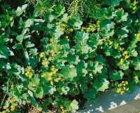 Alchemilla xanthochlora 9 cm Topf - Größe nach Saison