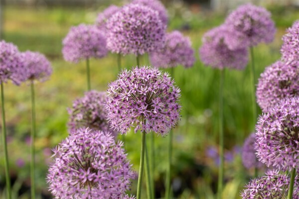 Allium aflatunense Gladiator 9 cm Topf - Größe nach Saison