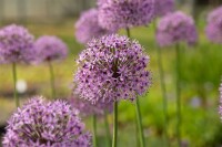 Allium aflatunense Gladiator 9 cm Topf - Größe nach Saison