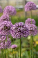 Allium aflatunense Gladiator 9 cm Topf - Größe nach Saison