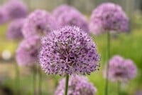 Allium aflatunense Gladiator 9 cm Topf - Größe nach Saison