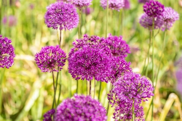 Allium aflatunense Purple Sensation 11 cm Topf - Größe nach Saison