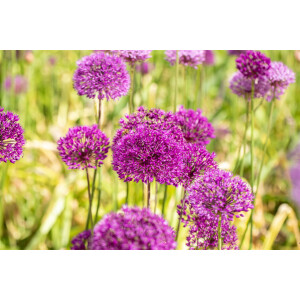 Allium aflatunense Purple Sensation 11 cm Topf -...