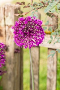 Allium aflatunense Purple Sensation 11 cm Topf - Größe nach Saison