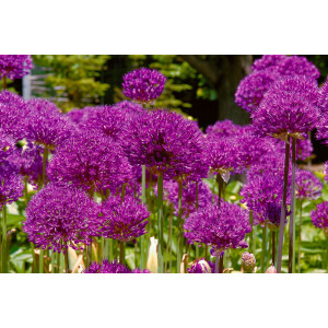 Allium aflatunense Purple Sensation 11 cm Topf -...