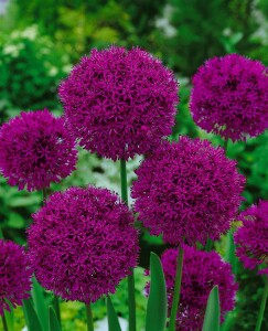 Allium aflatunense Purple Sensation 11 cm Topf - Größe nach Saison